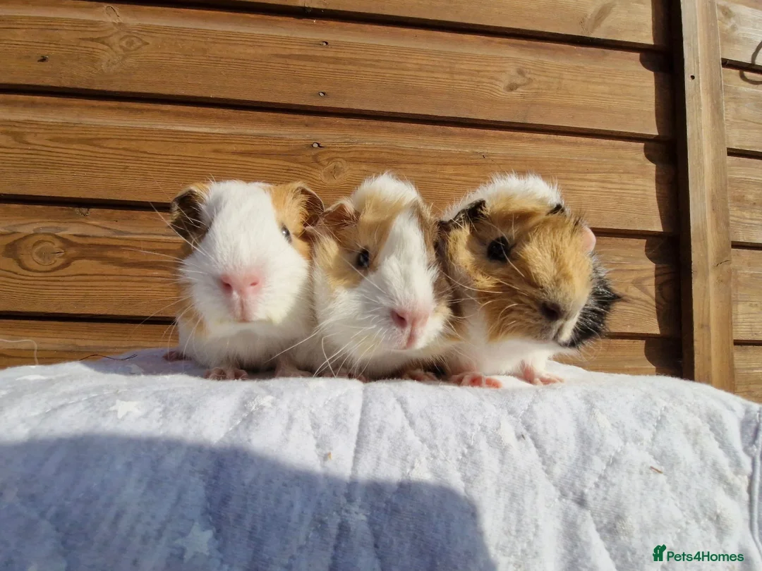 Guinea Pig rodents for sale: 3 Male baby guinea pigs - Ready to leave now - Advert 1