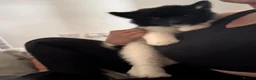 Akita dogs for sale: Beautiful Chunky American Akita Puppies - Advert 6