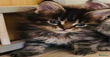 Mixed Breed cats - Advert 12