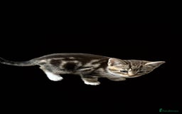 Mixed Breed cats for sale: kittens for sale  in Blackburn - Image 3