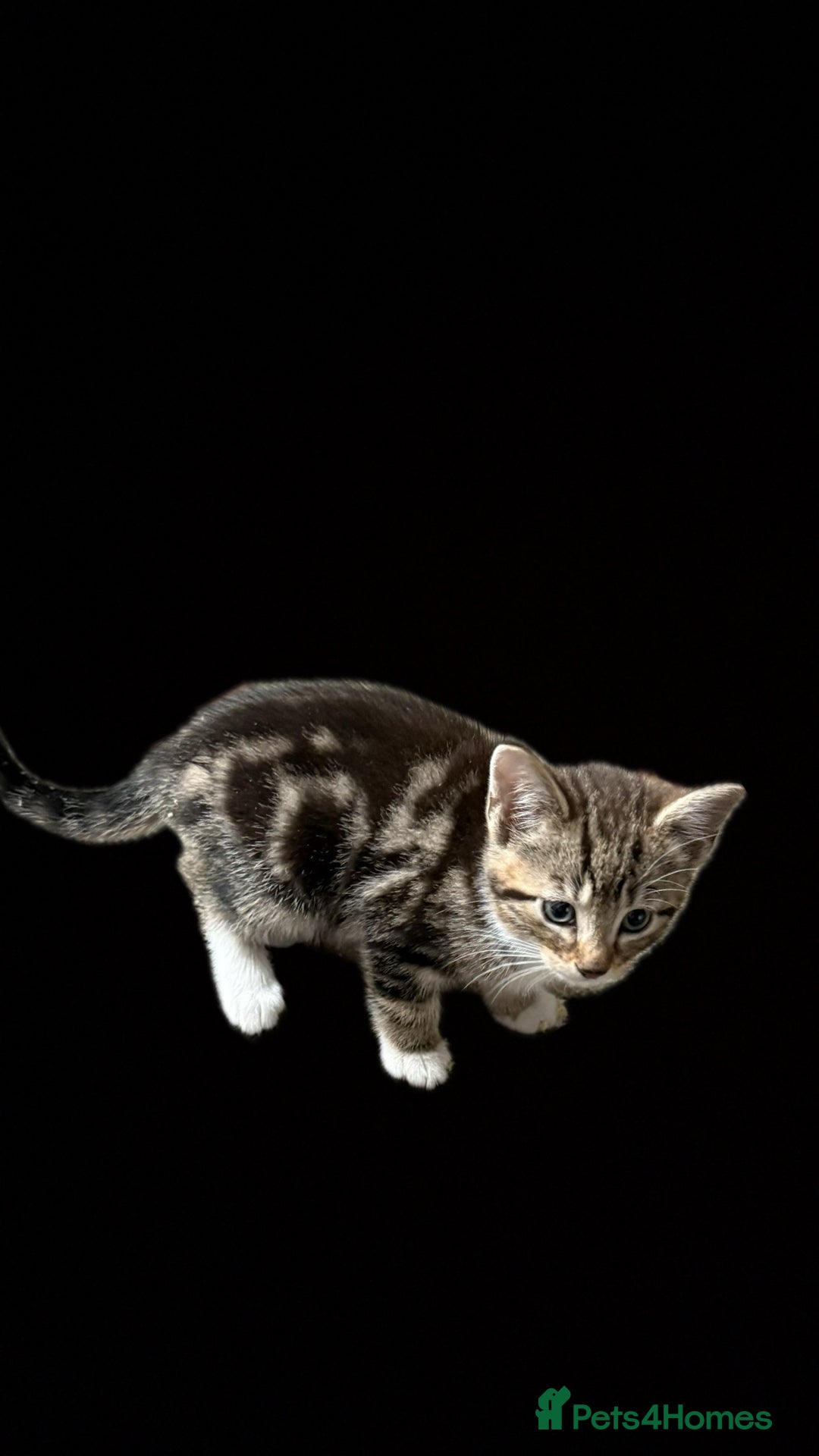 Mixed Breed cats for sale: kittens for sale  in Blackburn - Image 3