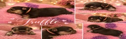 French Bulldog dogs for sale: RKC French bulldog puppy’s health tested parents  - Advert 5