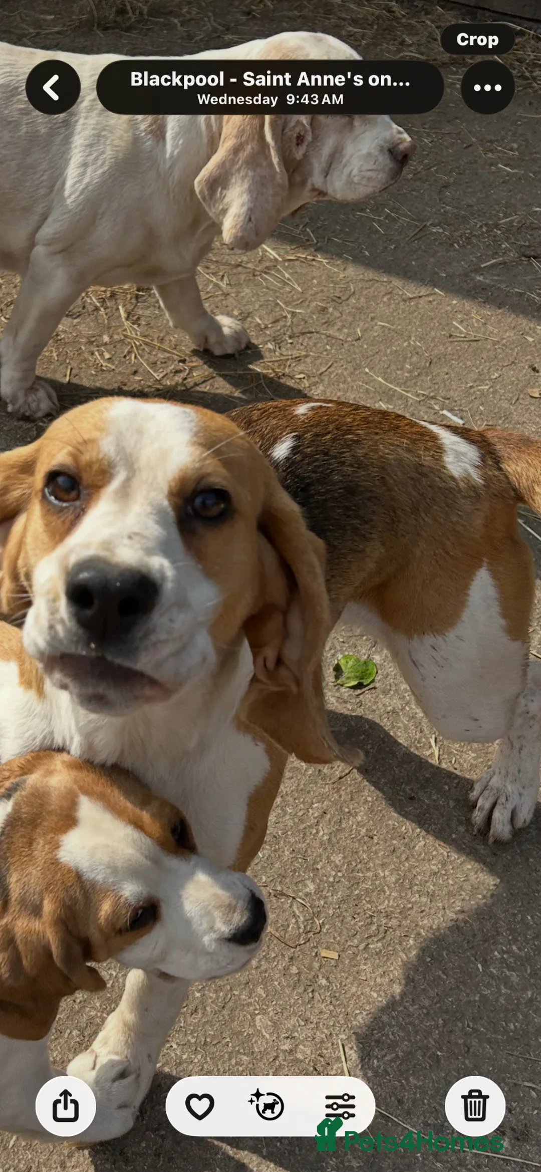 Beagle dogs for sale: 12 month old girl and a boy - Advert 2