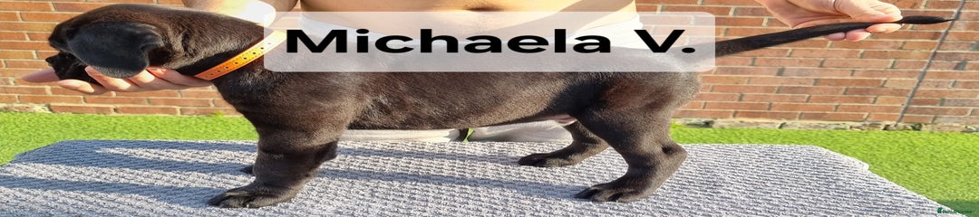 Cane Corso Puppy 1
