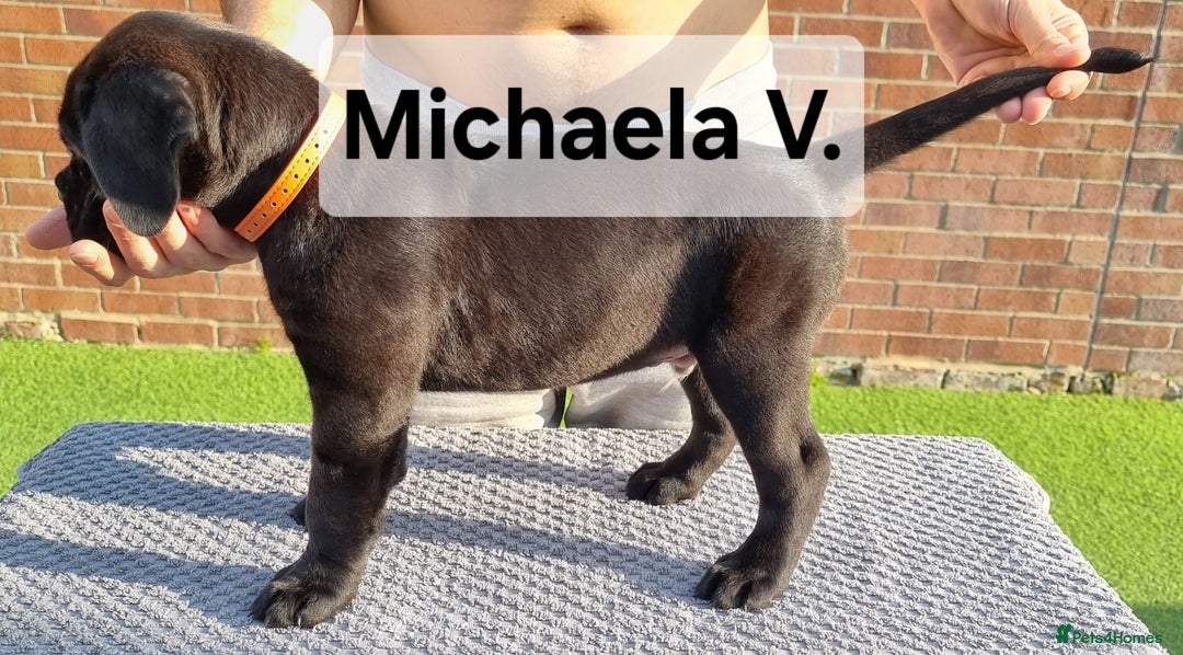 Cane Corso dogs for sale: Champion-Bloodline Cane Corso Puppies  - Image 15