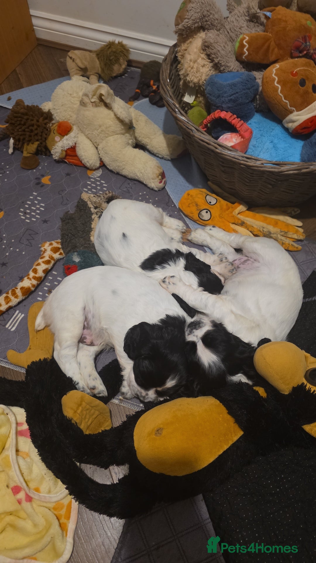 English Springer Spaniel dogs for sale: Springer pups  - Image 8