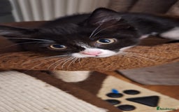 British Shorthair cats for sale: Two male kittens for sale  - Image 1