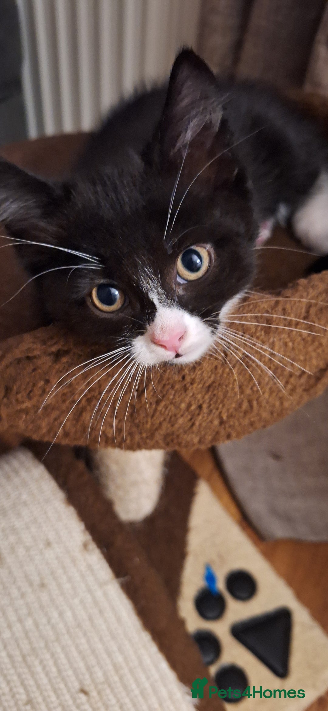 British Shorthair cats for sale: Two male kittens for sale  - Image 1