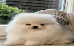Pomeranian dogs for sale: Purebred tiny Pomeranian puppies available - Image 6