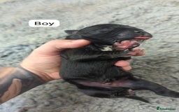 Cane Corso dogs for sale: Purebred champion bloodline cane corso puppies - Image 3