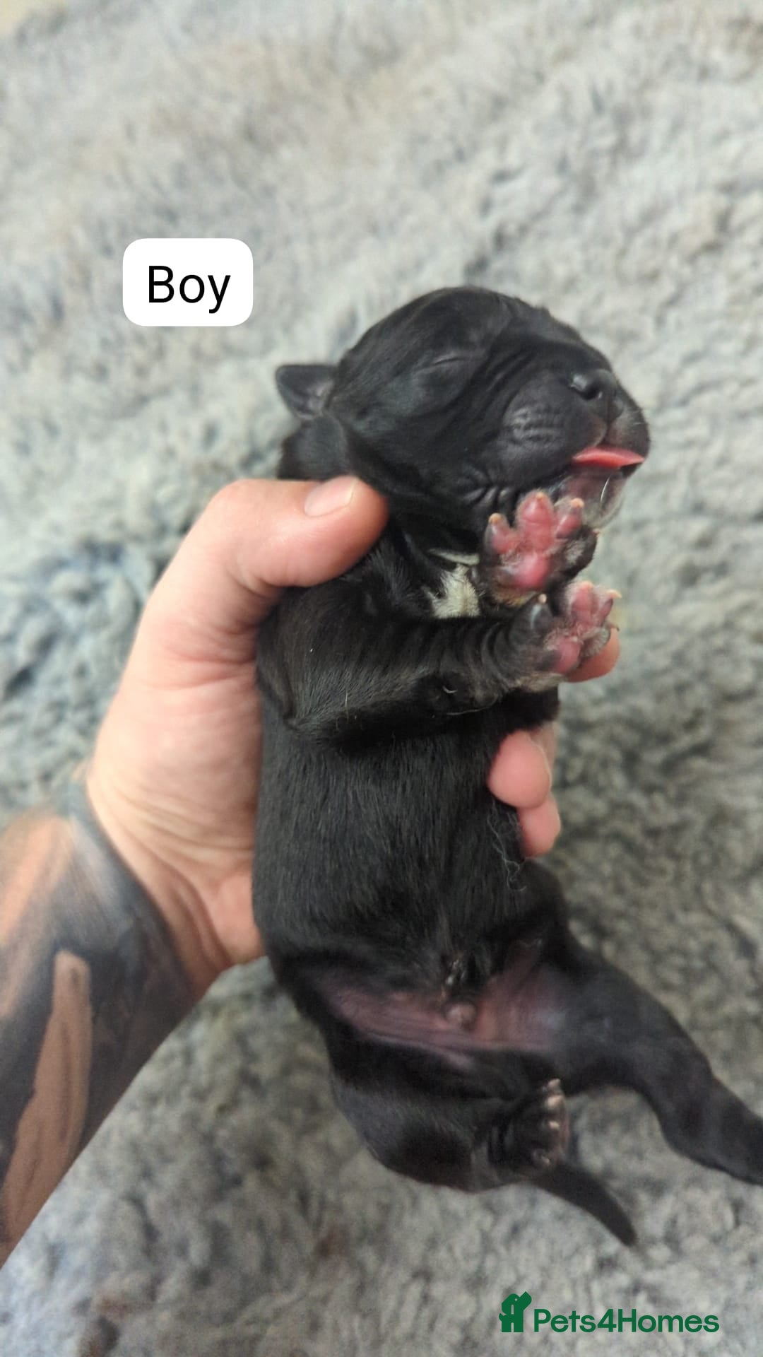 Cane Corso dogs for sale: Purebred champion bloodline cane corso puppies - Image 3