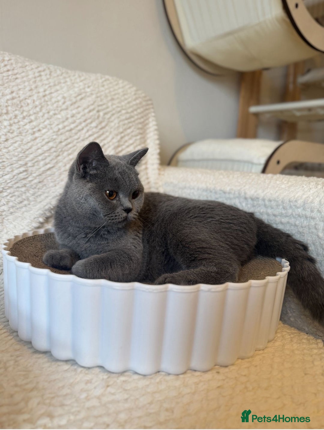 British Shorthair cats for sale: British shorthair 1 year old - Advert 1