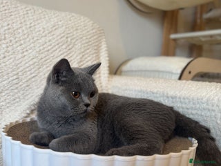 British Shorthair cats British shorthair 1 year old - Advert 9