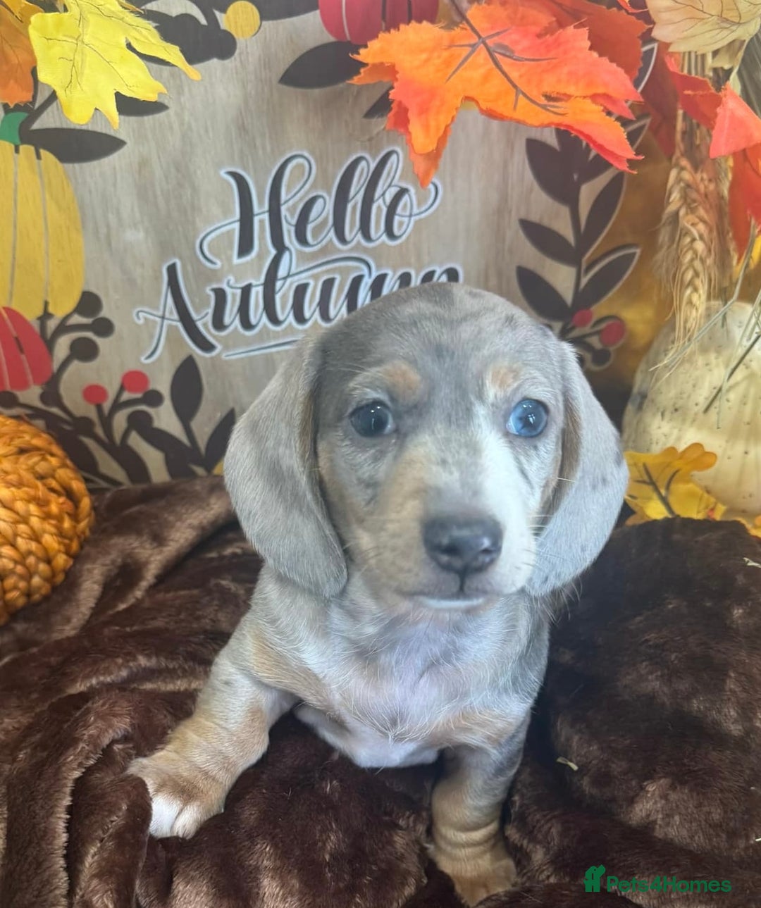 Miniature Dachshund dogs for stud: 👑✨💜PRIZE PRINCE OZZY💜✨👑 ISABELLA MINI ✨ - Advert 7