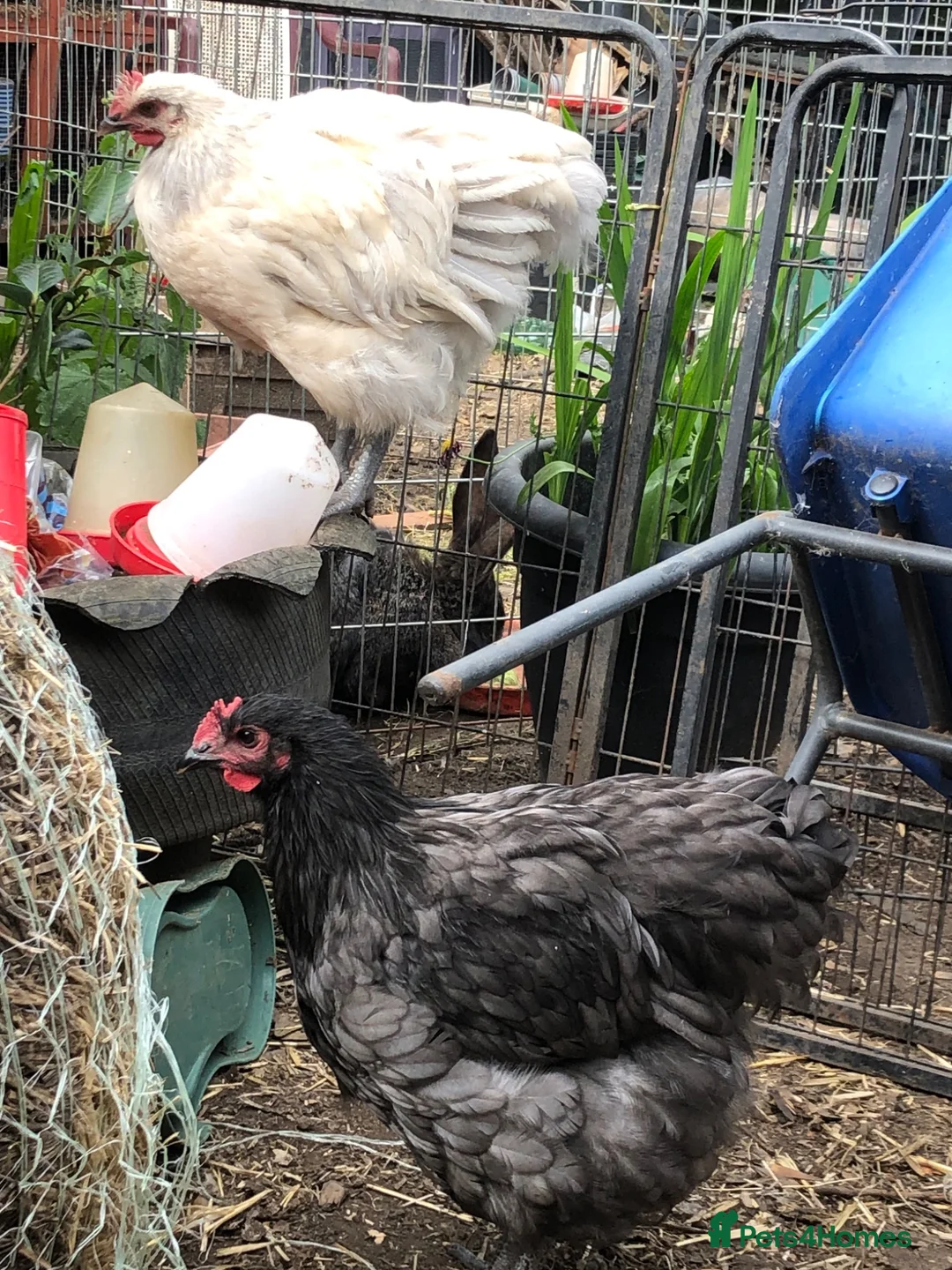 Chickens poultry for sale: Orpington Cockerels  - Advert 2