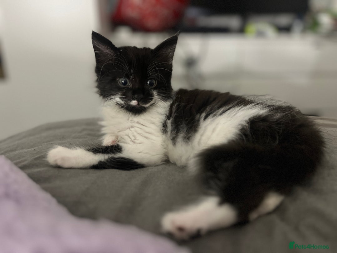 Mixed Breed cats for sale: 1 year old neutered male long haired cat - Image 2