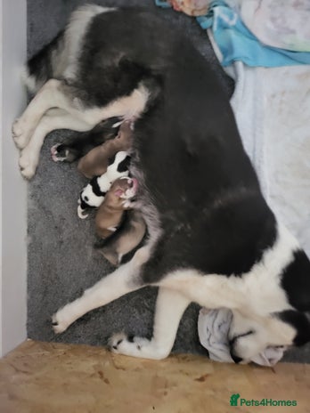 Siberian Husky dogs - Advert 14