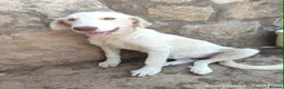 Mixed Breed dogs for adoption: Belce is a five month old Macedonian Rescue - Advert 5
