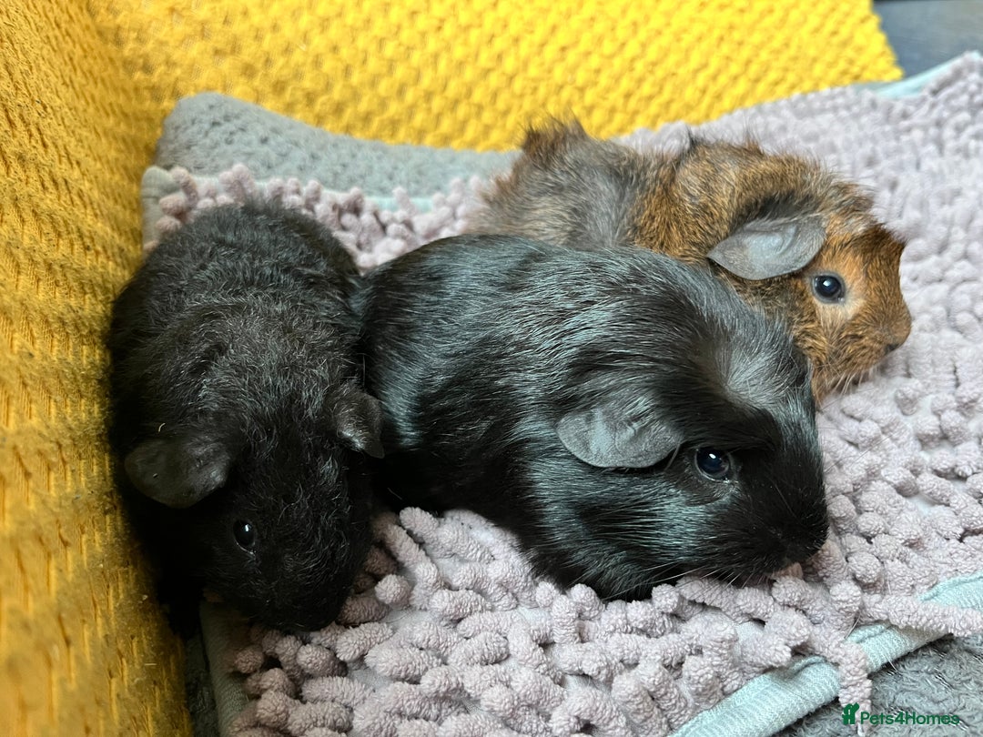 Guinea Pig rodents for sale: 3 x baby boy guinea pigs - Image 5