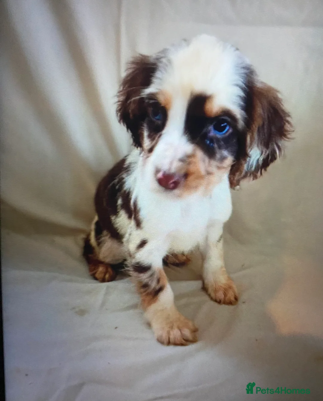 Cocker Spaniel dogs for sale: Beautiful letter of working Cocker spaniel’s - Advert 9