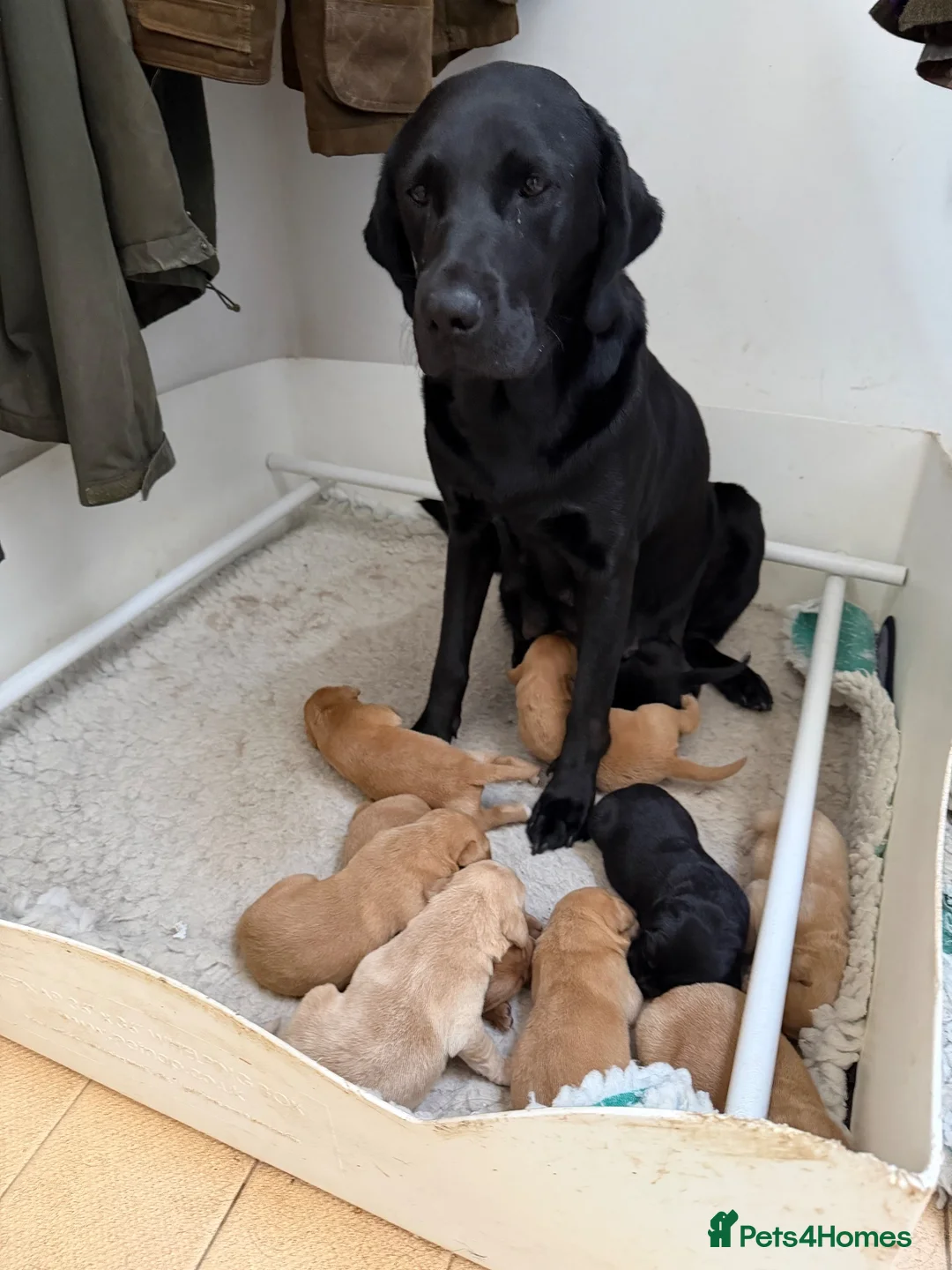 Labrador Retriever dogs for sale: Well bred working Labrador puppies  - Advert 1