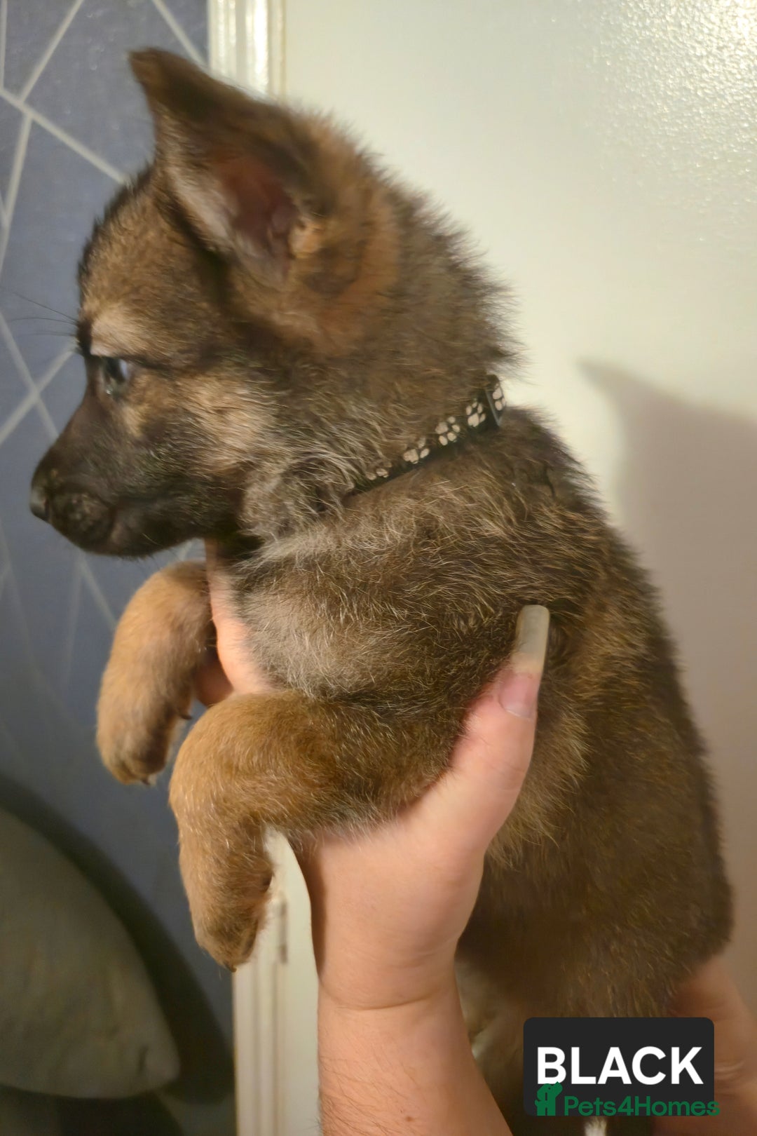 German Shepherd dogs for sale: German Shepherd Puppies - Advert 8