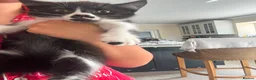 Mixed Breed cats for sale: READY NOW - Advert 4