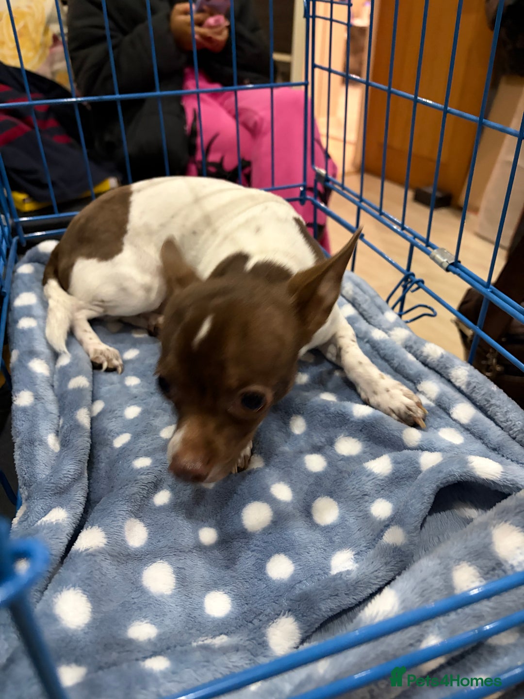 Chihuahua dogs for sale: Pure Breed Chihuahua male - Advert 8