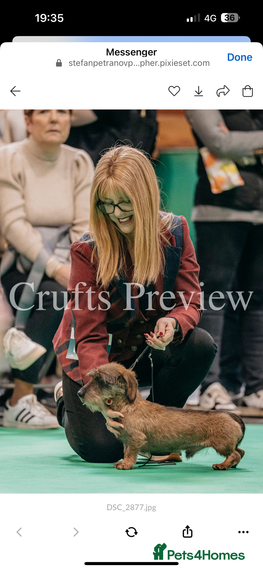 Miniature Dachshund dogs for stud: Miniature Wirehaired Dachshund Stud - Image 2