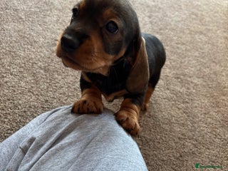 Dachshund dogs 1 beautiful Teckel Dachshund - Advert 6