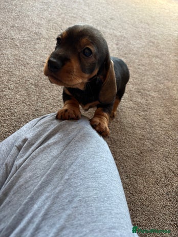 Dachshund dogs 1 beautiful Teckel Dachshund - Advert 7