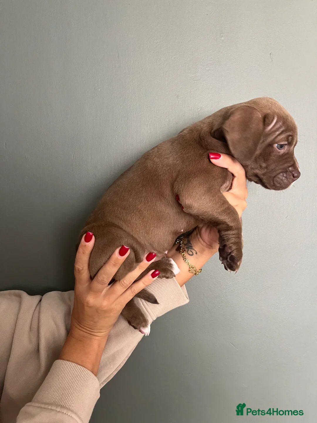 Mixed Breed dogs for sale: Bully x staffy pups - Advert 2