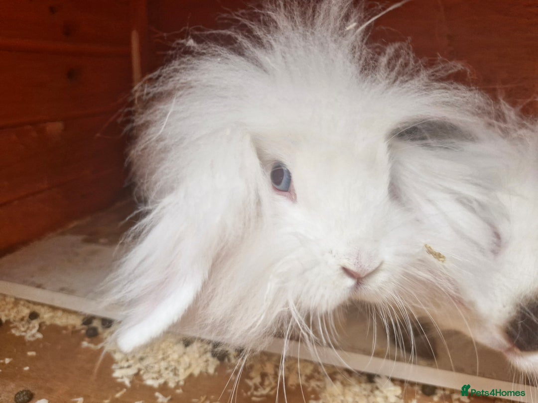 Lionhead rabbits for sale: 2 white lion heads looking for their forever home  - Image 3