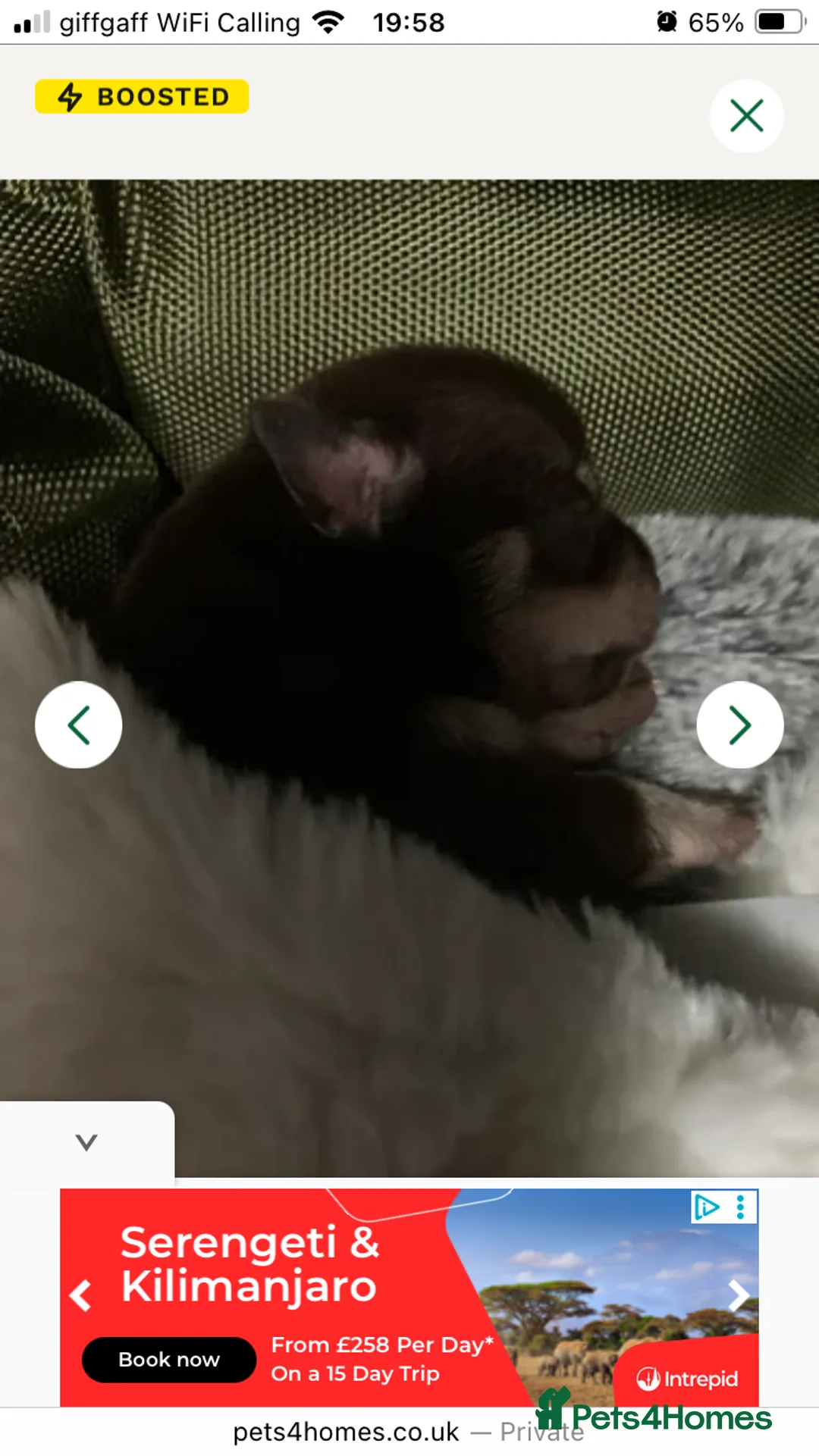 Chihuahua dogs for sale: Now only 2 chihuahua fur baby females for sale - Advert 2