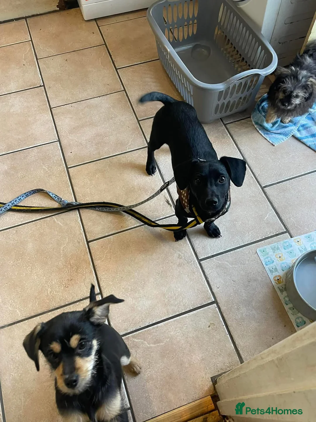 Mixed Breed dogs for adoption: Loki - Hingham Norfolk  - Advert 1