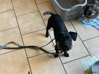 Mixed Breed dogs Loki - Hingham Norfolk - Advert 1