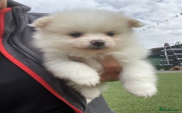 Pomeranian dogs for sale: Pomeranian puppies for sale  - Image 1