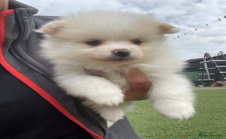 Pomeranian dogs - Advert 8
