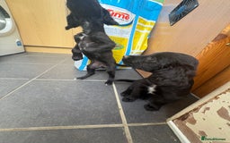 Cocker Spaniel dogs for sale: Gorgeous spaniel puppy’s   - Image 6