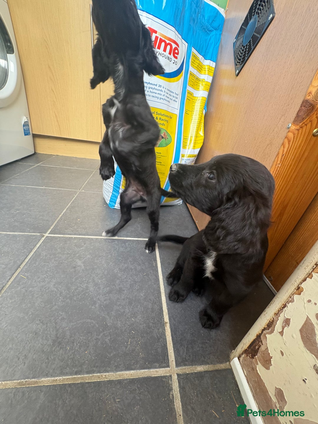 Cocker Spaniel dogs for sale: Gorgeous spaniel puppy’s   - Image 6