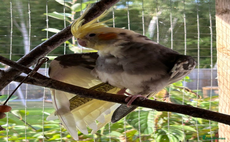 Cockatiels birds - Advert 1
