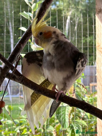 Cockatiels birds - Advert 2
