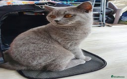 British Shorthair cats for stud: GCCF Active BLUE BOY for stud 💙 in Bexleyheath - Image 8