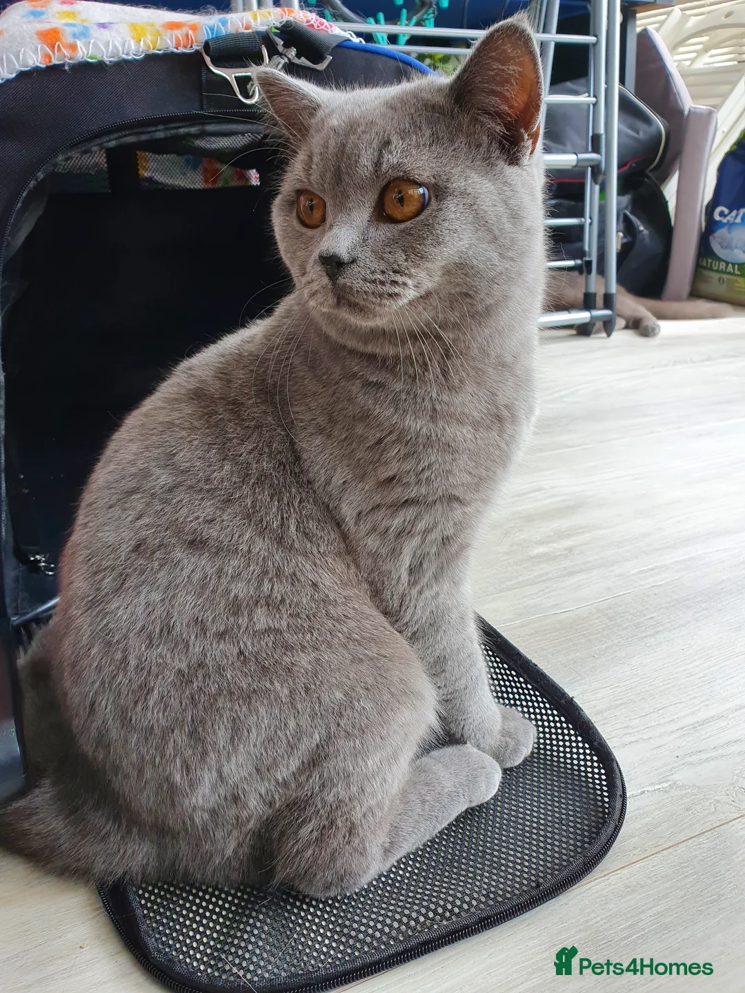 British Shorthair cats for stud: GCCF Active BLUE BOY for stud 💙 in Bexleyheath - Advert 8