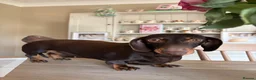 Miniature Dachshund dogs for sale: 2 Year Old Miniature Dachshund Bitch  - Advert 3