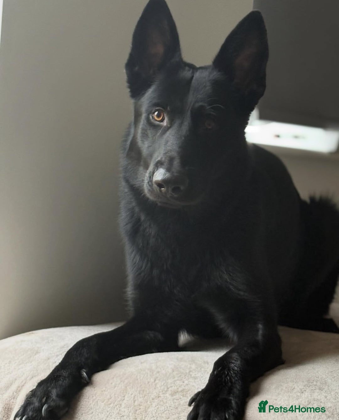 Mixed Breed dogs for sale: Storm 1 year old  - Image 4