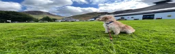 Cockapoo dogs for sale: Beautiful & fun 3 year old Cockapoo ‘Teddy’ - Advert 11