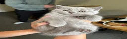 British Shorthair cats for sale: BSH  kittens lilac and blue - Advert 15