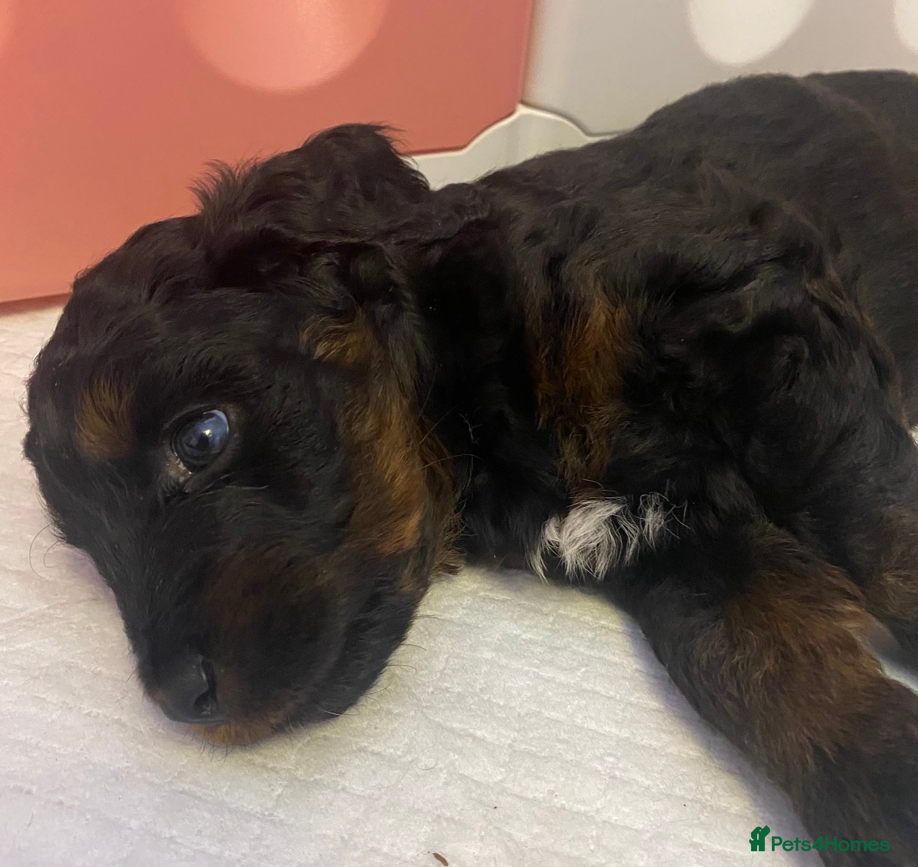 Cockapoo dogs Beautiful Cockapoo Puppies - READY NOW - Advert 6