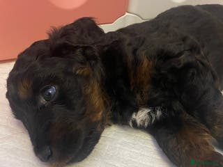 Cockapoo dogs Beautiful Cockapoo Puppies - READY NOW - Advert 6